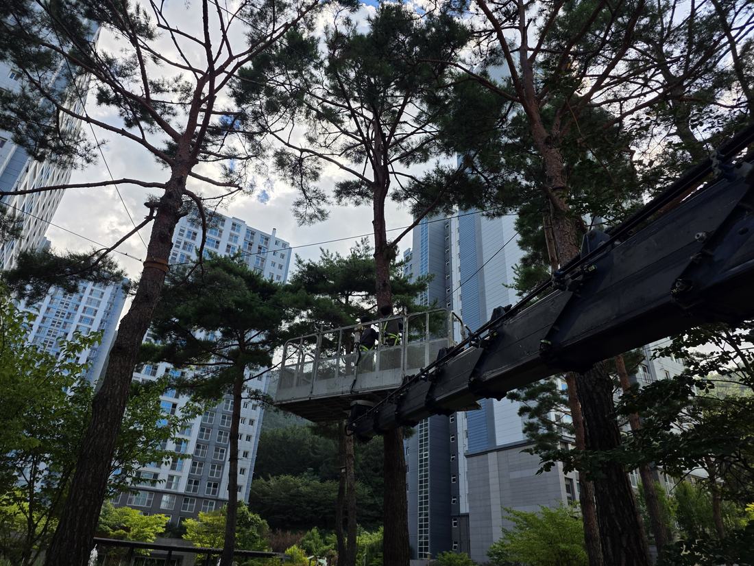 양산 스카이차 후야스카이 아파트 소나무 전지 현장 사진 3